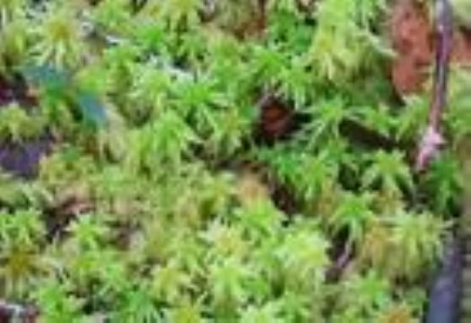  Sphagnum Palustre Extract
